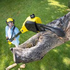 Best Tree Disease Treatment  in Waihee Waiehu, HI